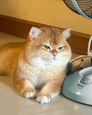 Thanatsaran Samthonglai Instagram - Gusto kong maging pusa 🐱
