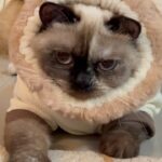 Thanatsaran Samthonglai Instagram - Rumah kami punya kucing 🐱