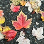Thanayut Thakoonauttaya Instagram - 🍁
