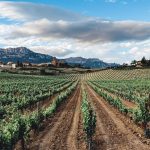 Thiago Alcántara Instagram – cheers! 🍇 🍷 La Rioja, Spain