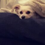 Thomas Doherty Instagram - wanna eat her she’s so cute