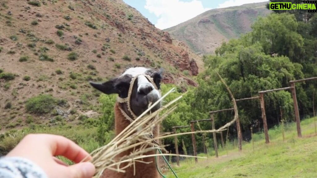 Thomas Kuc Instagram - When you meet a llama, why not feed a llama😂 Ollantaytambo - Valle Sagrado de los Incas