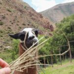 Thomas Kuc Instagram – When you meet a llama, why not feed a llama😂 Ollantaytambo – Valle Sagrado de los Incas
