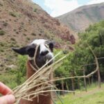 Thomas Kuc Instagram - When you meet a llama, why not feed a llama😂 Ollantaytambo - Valle Sagrado de los Incas