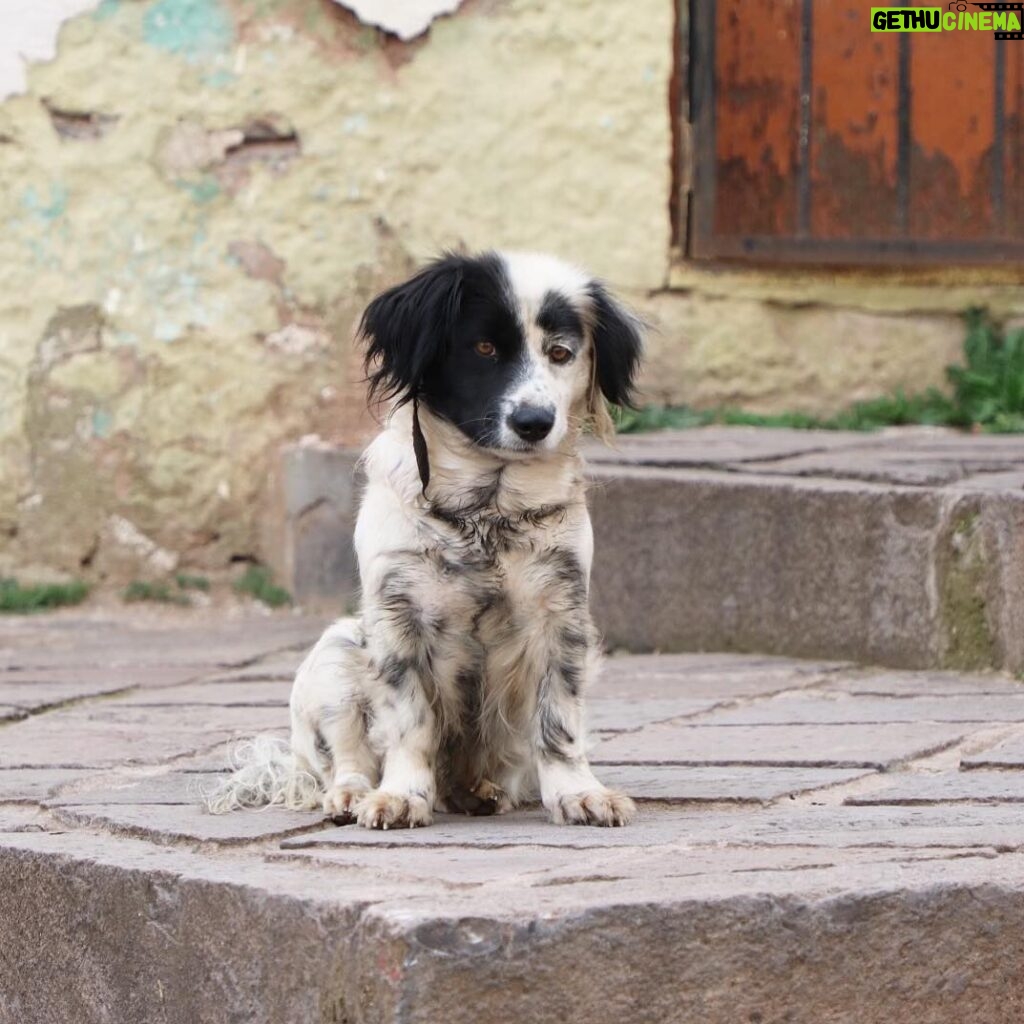 Thomas Kuc Instagram - A dog lost in thought...💭🐶 #Peruviandog789 :) Cusco, Peru :)
