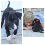 Thomas Kuc Instagram - Welcome to the family, Nova 💫. If you'd like to add a new member to your family, please visit @spotrescuedogs and adopt! Follow Nova's adventures @sirdoctor_watson 🐶💙