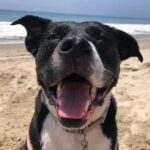 Thomas Kuc Instagram - Thank you for being my best friend Nova ❤️ You have left us far too soon. I wish I could spend just one more second with you. Rest easy curious girl. Love you endlessly ❤️❤️