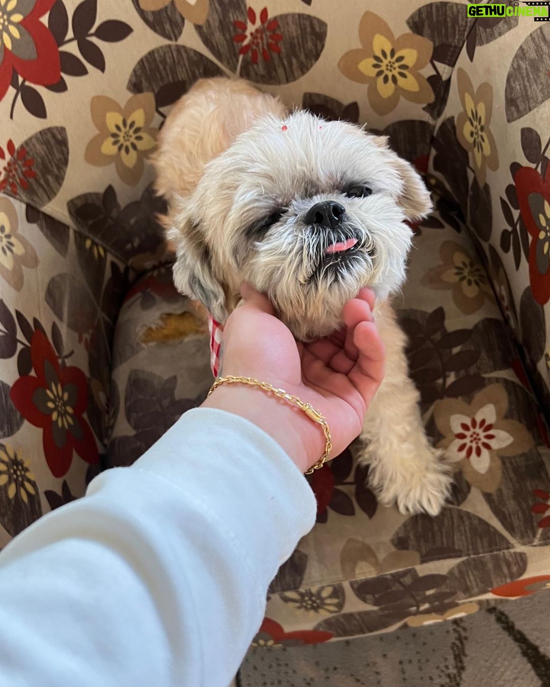 Thomaz Costa Instagram - Minha Nina ❤️ eu nunca vou te esquecer 🖤🐶 você sempre foi um amor enquanto esteve aqui… a dor é de perder alguém da família 😭😭 te amo ❤️ descanse em paz 🫶