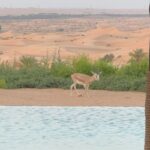 Thylane Blondeau Instagram - 🏜️🧡 Telal Resort Al Ain