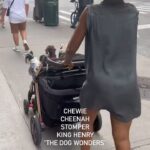 Tichina Arnold Instagram - Even when I rest, I work. I had a great 4 shows in NYC but I still had “doggy mommy/auntie/T-ma” duties. Service pups in training. Let’s go!
