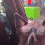 Tichina Arnold Instagram - My pups are really looking like LA tourists right now. They are enthralled with the lights and action of Times Square. Lmao! #CheenahandChewie
