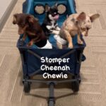 Tichina Arnold Instagram - I’ve had my hands (wagon) full. Mommy / T-Ma duties. #Stomper #Cheenah #Chewie