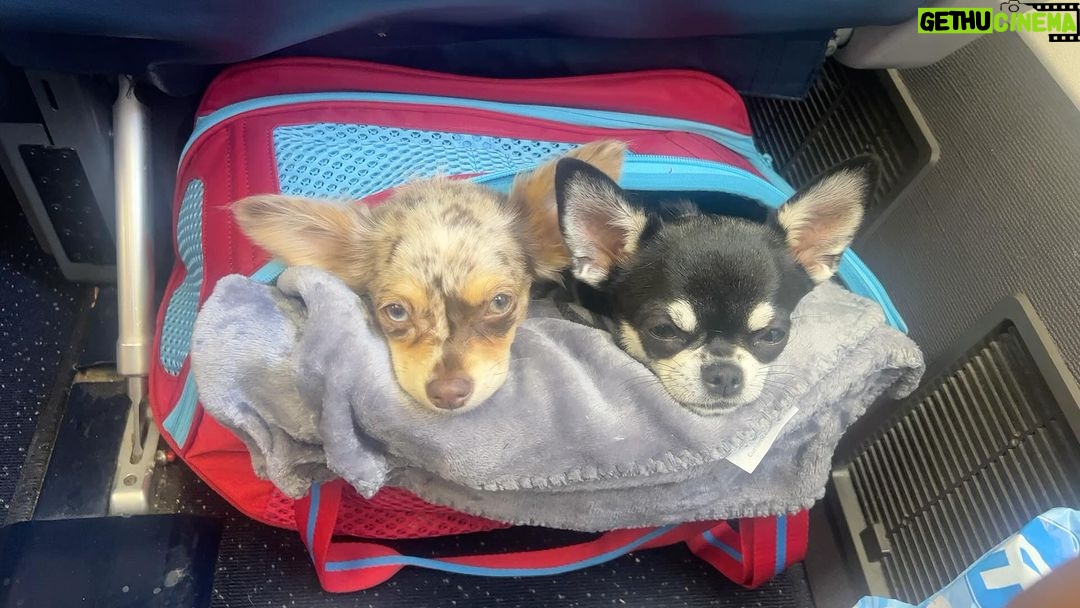 Tichina Arnold Instagram - #privledged #chihuahuas #TravelDay - Alice my #BullDog is at home chillin.