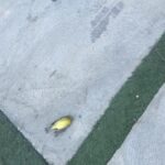 Tichina Arnold Instagram - Ok. Wait. What is it with me & BIRDS…and WHY is this one DEAD in front of my car?.. WTH?… #NotMyMamaBird #RubyDead