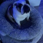 Tichina Arnold Instagram - Let’s just acknowledge that #Dogs & Mediation Sounds don’t mix. Geesh. Lol! #Alice #BulldogLife