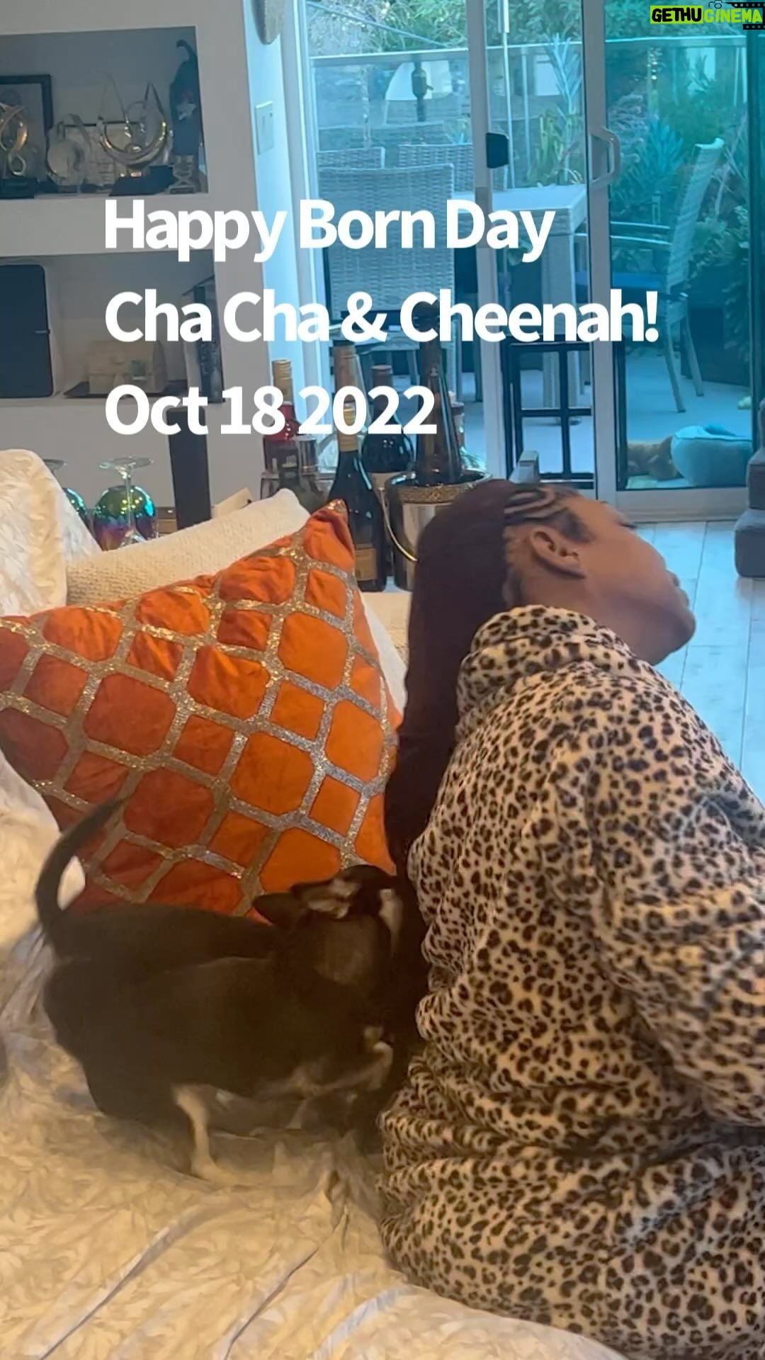 Tichina Arnold Instagram - I don’t know what it is with these #Chihuahuas and Hair but now my Cheenah has her sister Cha Cha chewing at my expensive weave. Dammit! #HappyBornDay #CHEENAHandCHACHA - #Chihuahua #BadAssChihuahuas. @bethcarterbeauty (ChaCha’s mommy) #WeLoveDogs