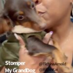 Tichina Arnold Instagram - Sooo. I have a thing. I enjoy getting on dogs & kids nerves cuz they get on ours sometimes. I consider it payback…but sometimes that backfires. Contrary to popular belief, some black people do kiss animals. Such as puppies and SUPER CLEAN pets. I bought my granddog STOMPER a new jacket. He HATES clothing. He got me back with the unexpected LICK. Eeewww Lesson learned! Lol. #ILoveDogs #MiniatureDachshund - Him so CUTE!!
