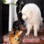 Tiffani Thiessen Instagram - Happy National Dog Day!!! These four dogs with all the dog hair and slobber make our home complete. We couldn’t love them more. #nationaldogday