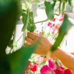 Tiffani Thiessen Instagram - It’s National Gardening Day so of course I have to show off my garden. What are you growing in your #garden?