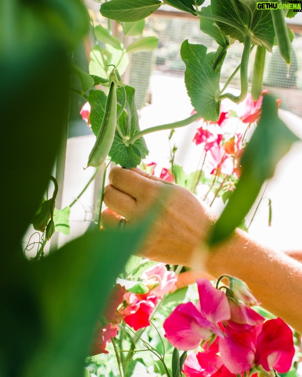 Tiffani Thiessen Instagram - It’s National Gardening Day so of course I have to show off my garden. What are you growing in your #garden?