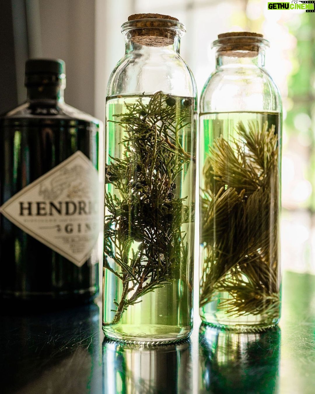 Tiffani Thiessen Instagram - Some infusing is happening over here with juniper and spruce tips. #holiday #cocktails