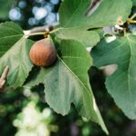 Tiffani Thiessen Instagram - Fig season is here and I couldn’t be more excited!