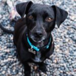 Tiffani Thiessen Instagram - It’s #nationaldogday and being that we have rescued FOUR sweet adorable fur babies ourselves… I had to show some love. #rescuedogs