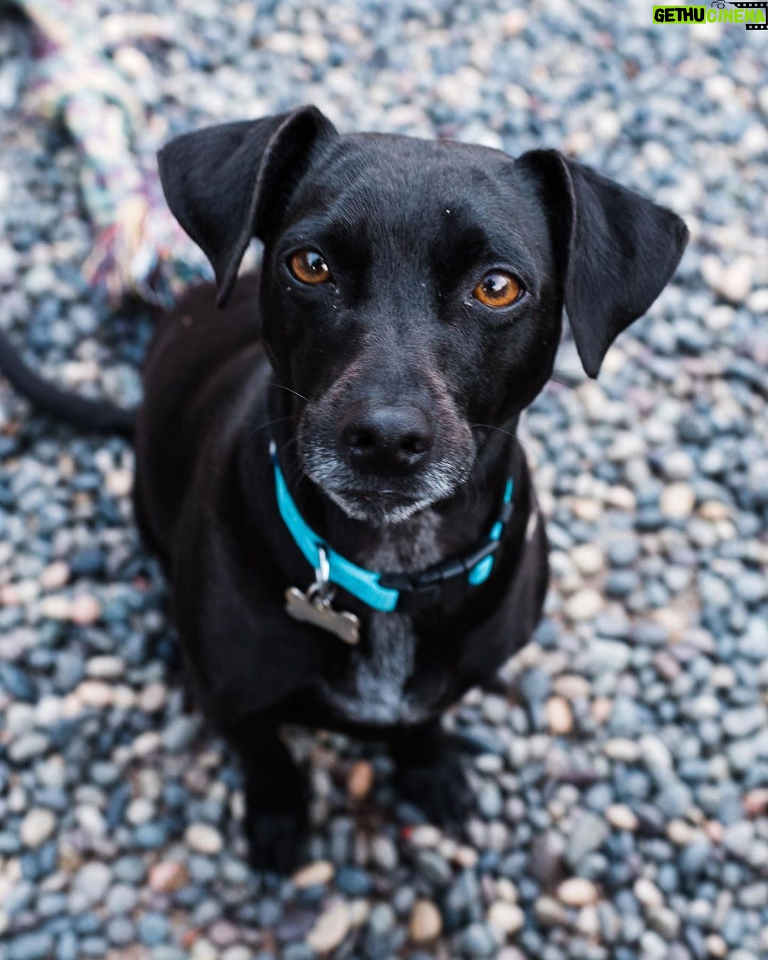 Tiffani Thiessen Instagram - It’s #nationaldogday and being that we have rescued FOUR sweet adorable fur babies ourselves… I had to show some love. #rescuedogs
