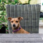 Tiffani Thiessen Instagram - It’s #nationaldogday and being that we have rescued FOUR sweet adorable fur babies ourselves… I had to show some love. #rescuedogs