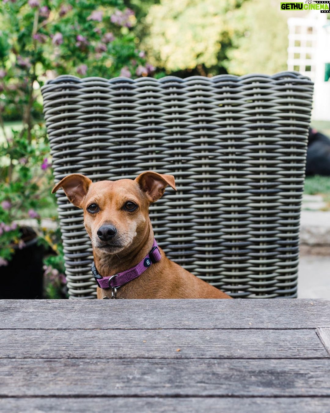 Tiffani Thiessen Instagram - It’s #nationaldogday and being that we have rescued FOUR sweet adorable fur babies ourselves… I had to show some love. #rescuedogs