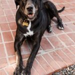 Tiffani Thiessen Instagram - It’s #nationaldogday and being that we have rescued FOUR sweet adorable fur babies ourselves… I had to show some love. #rescuedogs