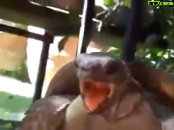 Tiffany Haddish Instagram - When ever I feel sad I watch this video, it always cheers me up. Gives a whole other meaning to Turtle Power. #HeReady! I watched this video like 20 times today.