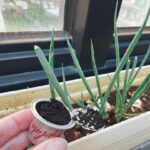 Tiffany Hsu Instagram - 🌱🌱 我的青蔥小陽台 #永續生活 #咖啡渣回收再利用 每日早晨的綠植時光