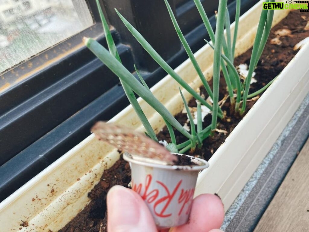 Tiffany Hsu Instagram - 🌱🌱 我的青蔥小陽台 #永續生活 #咖啡渣回收再利用 每日早晨的綠植時光