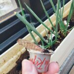 Tiffany Hsu Instagram – 🌱🌱
我的青蔥小陽台
#永續生活
#咖啡渣回收再利用 
每日早晨的綠植時光