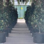 Tiger Woods Instagram - Our Magnolia Lane quarantine style. Jupiter, Florida