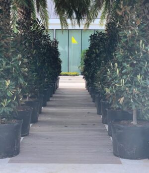 Tiger Woods Instagram - Our Magnolia Lane quarantine style.