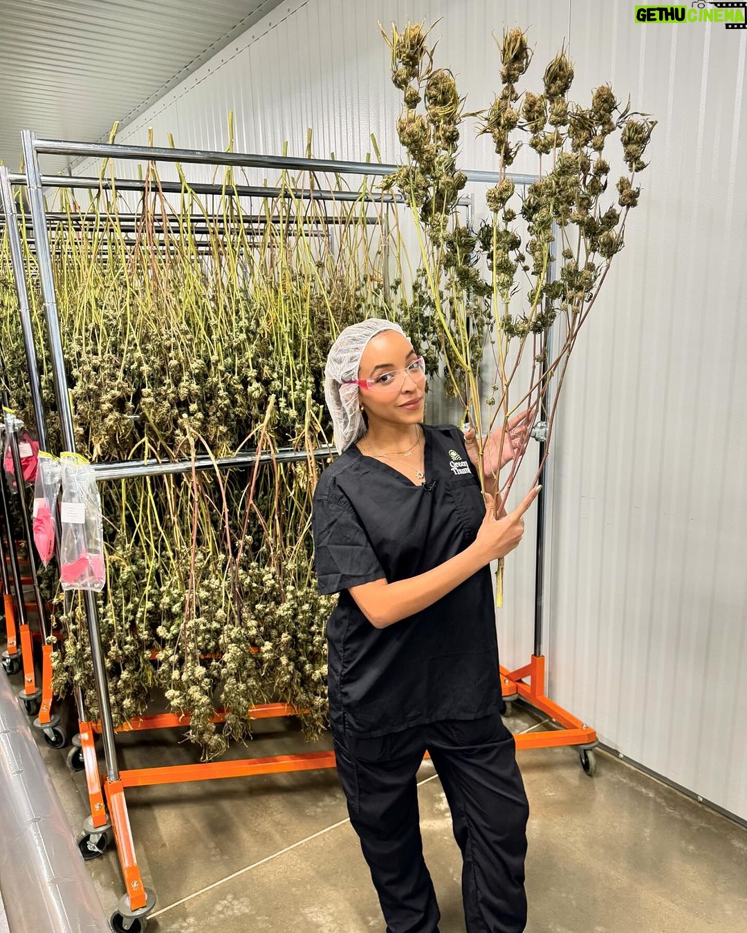 Tinashe Instagram - My babies first grow looking healthy 👀 Green T coming summer 24 💚