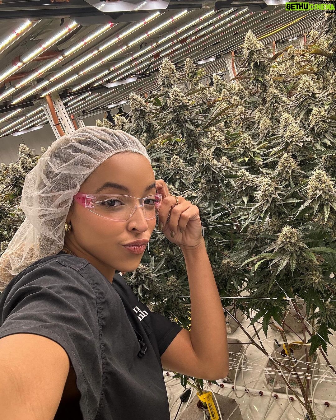 Tinashe Instagram - My babies first grow looking healthy 👀 Green T coming summer 24 💚