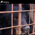 Tiziano Ferro Instagram - Se, come me, credi che ogni orso ancora intrappolato nelle fattorie della bile del Vietnam meriti una casa sicura e amorevole, per favore firma il Moon Bear Pledge e fallo firmare anche ai tuoi amici! Negli allevamenti della bile gli orsi vengono tenuti in piccole gabbie e la bile viene estratta crudelmente dalla loro cistifellea, ripetutamente per anni. Più siamo e più forte è il messaggio: è ora di porre fine a questa pratica che non deve avere posto nel mondo moderno. Per favore aiuta @animalsasia a salvare fino all'ultimo orso ancora intrappolato in un allevamento e aggiungi il tuo nome a questo impegno! #nobearleftbehind #moonbearpledge