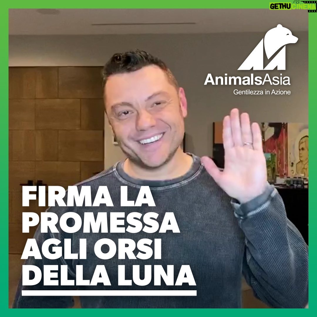 Tiziano Ferro Instagram - Aiutare gli animali è sempre stato importante nella mia vita. Ho salvato e adottato molti cani bisognosi, e ora voglio aiutare quei bellissimi orsi della luna, vittime della crudele industria delle fattorie della bile che li sta portando verso l’estinzione. Sostengo @AnimalsAsia perché si sono impegnati a salvare tutti gli orsi spezzati, ancora imprigionati nelle fattorie. Ma hanno bisogno di aiuto. Firmate la petizione per gli orsi della luna. Insieme possiamo salvarli tutti. Helping animals has always been a big part of my life, I have adopted many dogs in need and now I am helping the beautiful moon bear victim of the cruel bear bile farming industry that is pushing them to the edge of extinction in Vietnam. I have pledged my support for Animals Asia because they are going to rescue all the remaining bears still trapped in farms across Vietnam, but they need help. Please sign the moon bear pledge. Raise your paw for the moon bear. Together we can save them all. Ayudar a los animales siempre ha sido importante en mi vida. He rescatado y adoptado a muchos perros necesitados, y ahora quiero ayudar a estos hermosos osos luna víctimas de la cruel industria de la bilis de oso que los está llevando a la extinción. Apoyo a @AnimalsAsia porque están comprometidos a rescatar a todos los osos lunas que aún están sufriendo en jaulas en granjas de bilis en Vietnam. Pero necesitan ayuda. Firma la petición de los osos luna. Juntos podemos salvarlos a todos. #RaiseYourPaw LINK in Story