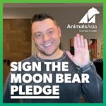 Tiziano Ferro Instagram - Aiutare gli animali è sempre stato importante nella mia vita. Ho salvato e adottato molti cani bisognosi, e ora voglio aiutare quei bellissimi orsi della luna, vittime della crudele industria delle fattorie della bile che li sta portando verso l’estinzione. Sostengo @AnimalsAsia perché si sono impegnati a salvare tutti gli orsi spezzati, ancora imprigionati nelle fattorie. Ma hanno bisogno di aiuto. Firmate la petizione per gli orsi della luna. Insieme possiamo salvarli tutti. Helping animals has always been a big part of my life, I have adopted many dogs in need and now I am helping the beautiful moon bear victim of the cruel bear bile farming industry that is pushing them to the edge of extinction in Vietnam. I have pledged my support for Animals Asia because they are going to rescue all the remaining bears still trapped in farms across Vietnam, but they need help. Please sign the moon bear pledge. Raise your paw for the moon bear. Together we can save them all. Ayudar a los animales siempre ha sido importante en mi vida. He rescatado y adoptado a muchos perros necesitados, y ahora quiero ayudar a estos hermosos osos luna víctimas de la cruel industria de la bilis de oso que los está llevando a la extinción. Apoyo a @AnimalsAsia porque están comprometidos a rescatar a todos los osos lunas que aún están sufriendo en jaulas en granjas de bilis en Vietnam. Pero necesitan ayuda. Firma la petición de los osos luna. Juntos podemos salvarlos a todos. #RaiseYourPaw LINK in Story