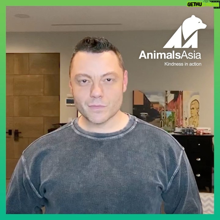 Tiziano Ferro Instagram - Aiutare gli animali è sempre stato importante nella mia vita. Ho salvato e adottato molti cani bisognosi, e ora voglio aiutare quei bellissimi orsi della luna, vittime della crudele industria delle fattorie della bile che li sta portando verso l’estinzione. Sostengo @AnimalsAsia perché si sono impegnati a salvare tutti gli orsi spezzati, ancora imprigionati nelle fattorie. Ma hanno bisogno di aiuto. Firmate la petizione per gli orsi della luna. Insieme possiamo salvarli tutti. Helping animals has always been a big part of my life, I have adopted many dogs in need and now I am helping the beautiful moon bear victim of the cruel bear bile farming industry that is pushing them to the edge of extinction in Vietnam. I have pledged my support for Animals Asia because they are going to rescue all the remaining bears still trapped in farms across Vietnam, but they need help. Please sign the moon bear pledge. Raise your paw for the moon bear. Together we can save them all. Ayudar a los animales siempre ha sido importante en mi vida. He rescatado y adoptado a muchos perros necesitados, y ahora quiero ayudar a estos hermosos osos luna víctimas de la cruel industria de la bilis de oso que los está llevando a la extinción. Apoyo a @AnimalsAsia porque están comprometidos a rescatar a todos los osos lunas que aún están sufriendo en jaulas en granjas de bilis en Vietnam. Pero necesitan ayuda. Firma la petición de los osos luna. Juntos podemos salvarlos a todos. #RaiseYourPaw LINK in Story