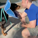 Tiziano Ferro Instagram – Ringrazio di cuore i veterinari che ci hanno permesso di vedere Beau per 5 minuti oggi, portandolo fuori dalla struttura.
Anche oggi non tornerà a casa.Stiamo aspettando i risultati del trasfusione.
Non so cosa faremmo senza l’amore che stiamo ricevendo, non lo so.
GrAzie di cuore.
–
They let us see Beau for 5 mins.
He won’t be coming back today ,we still need to see if the blood transfusion results will remain stable.
I don’t know what we would do without all the love we’re recieving, I just don’t know @vicallenla
—
Gracias a los veterinarios que nos dejaron ver Beau 5 minutos. No hay vuelta a casa todavía, estamos esperando el resultado de la transfusión.
No se que haríamos sin todo el amor que estamos recibiendo, la verdad no se.
Gracias

@chancefordogs
@LAV_ITALIA
@associazionerandagidelsud
@enpaonlus
@gliamicidielaaeniki_fragagnano
@gliamicideirandagi
@unitiperloro
@petrescueitaliaonlus
@unanimamillezampe
@4_zampe_rescue_albania
@adottauncanedalsud
@apriunagabbia
@luisa.toledo.37
@amara.onlus