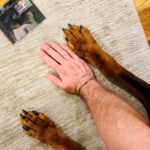 Tiziano Ferro Instagram – Ci hanno fatto appena sapere che Beau è abbastanza stabile ma non mangia quindi non tornerà a casa oggi. Se stará meglio sarà anche per tutto l’amore immenso che si sta mobilitando.
E questo per oggi è più che sufficiente per sentirmi felice. Grazie.
—
Beau is stable but he’s not eating, so he won’t be coming back today. Anyway I know that if Beau will get better It’ll be because of all your prayers and all the love you’re sending out.
And today that’s enough for us to feel happy @vicalleninla . GraZie.
–
Beau parece estable pero no come, entonces no volverá a casa todavía. Pero yo se muy bien que si Beau estarà mejor será por vuestras oraciones e infinito amor.
Y esto es todo lo que necesitamos para ser felices.
Gracias.

💚💚💚
#amorepuro #purelove #amorpuro
@chancefordogs
@LAV_ITALIA
@associazionerandagidelsud
@enpaonlus
@gliamicidielaaeniki_fragagnano
@gliamicideirandagi
@unitiperloro
@petrescueitaliaonlus
@unanimamillezampe
@4_zampe_rescue_albania
@adottauncanedalsud
@apriunagabbia
@luisa.toledo.37
@amara.onlus