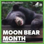 Tiziano Ferro Instagram - Questo mese sono orgoglioso di celebrare il 25° anniversario di Animals Asia, il “Moon Bear Day”. Vorrei estendere un grande ringraziamento, a nome di tutti gli orsi salvati, a tutti coloro che hanno partecipato alla raccolta fondi per salvare le loro vite. L’obbiettivo è stato quasi raggiunto per gli orsi del Vietnam e Animals Asia sta facendo il possibile per collaborare con i paesi circostanti e porre fine anche lì a questa pratica crudele. So che il loro team locale continuerà a lavorare per fare tutto il possibile e spero che altri in tutta l'area siano ispirati ad unirsi a loro. Dai un'occhiata al profilo IG di @animalsasia e metti un "mi piace", oppure contattali se desideri saperne di più e contribuire a portare libertà a queste bellissime creature. This month, I’m proud to celebrate the 25th anniversary of Animals Asia, known as ‘Moon Bear Day’. And I’d like to extend a heartfelt thank you on behalf of all the rescued bears to everyone who helped in raise this life saving money. The end is in sight for the bears of Vietnam and Animals Asia hopes to work with surrounding countries to bring an end to this cruel practise there too. I know the small local group will keep working to do all they can and hope others across the area will be inspired to join them. Please check out Animals Asia’s IG page and give it a ‘like’, or get in touch if you would like to find out more and play a part in bringing freedom to these beautiful creatures. #KindnessInAction #NoBearLeftBehind #MoonBearDay #ReachForTheMoon