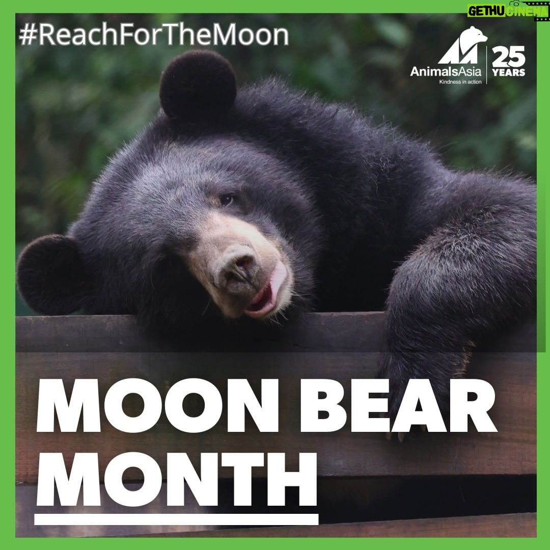Tiziano Ferro Instagram - Questo mese sono orgoglioso di celebrare il 25° anniversario di Animals Asia, il “Moon Bear Day”. Vorrei estendere un grande ringraziamento, a nome di tutti gli orsi salvati, a tutti coloro che hanno partecipato alla raccolta fondi per salvare le loro vite. L’obbiettivo è stato quasi raggiunto per gli orsi del Vietnam e Animals Asia sta facendo il possibile per collaborare con i paesi circostanti e porre fine anche lì a questa pratica crudele. So che il loro team locale continuerà a lavorare per fare tutto il possibile e spero che altri in tutta l'area siano ispirati ad unirsi a loro. Dai un'occhiata al profilo IG di @animalsasia e metti un "mi piace", oppure contattali se desideri saperne di più e contribuire a portare libertà a queste bellissime creature. This month, I’m proud to celebrate the 25th anniversary of Animals Asia, known as ‘Moon Bear Day’. And I’d like to extend a heartfelt thank you on behalf of all the rescued bears to everyone who helped in raise this life saving money. The end is in sight for the bears of Vietnam and Animals Asia hopes to work with surrounding countries to bring an end to this cruel practise there too. I know the small local group will keep working to do all they can and hope others across the area will be inspired to join them. Please check out Animals Asia’s IG page and give it a ‘like’, or get in touch if you would like to find out more and play a part in bringing freedom to these beautiful creatures. #KindnessInAction #NoBearLeftBehind #MoonBearDay #ReachForTheMoon
