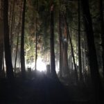 Tom Cavanagh Instagram – Into the woods.