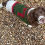 Tom Daley Instagram - When a dog asks for sweater…how can you say no?! @madewithlovebytomdaley