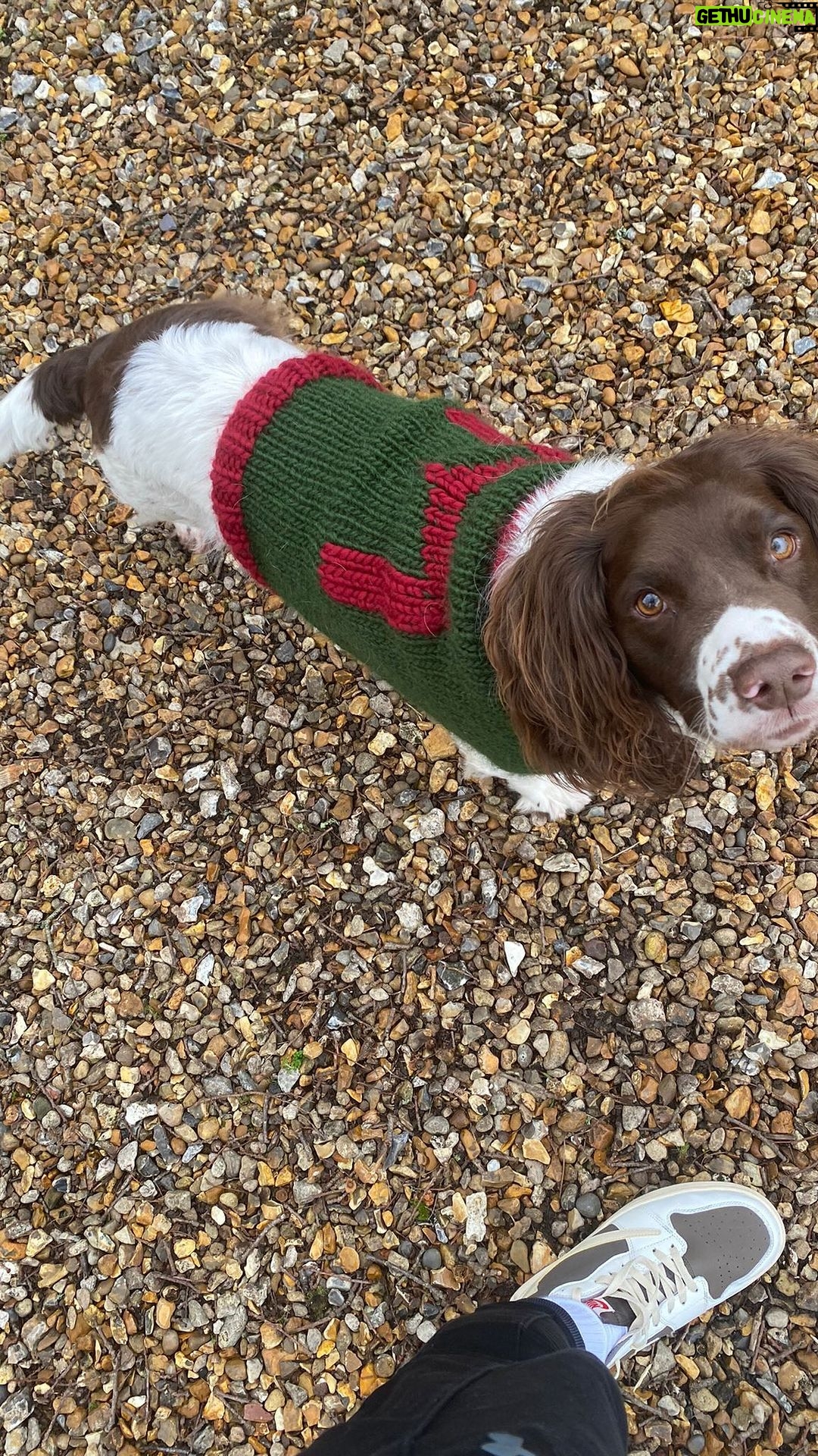 Tom Daley Instagram - When a dog asks for sweater…how can you say no?! @madewithlovebytomdaley